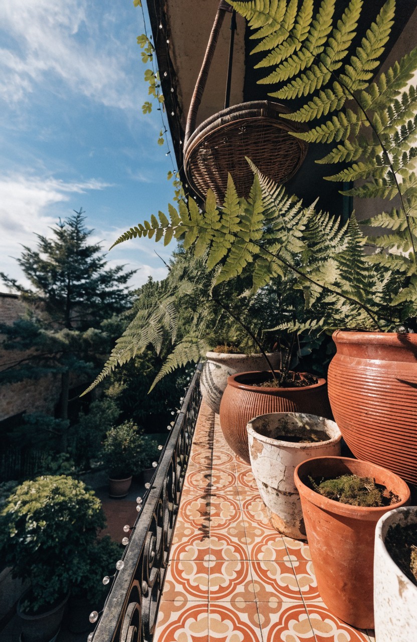 Small balcony with wrought iron railing draped in hanging ferns, multiple terracotta pots with plants clustered on the tiled floor, and views of trees and buildings in the background.