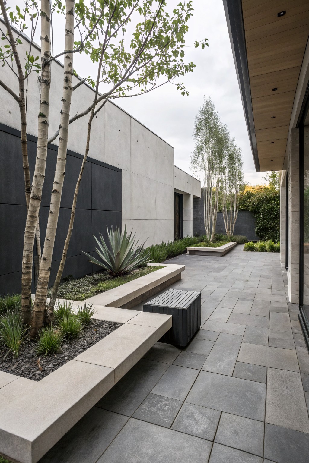 Modern backyard courtyard with gray concrete walls, several slim birch trees, agave plants, linear concrete benches integrated with raised planting beds filled with grasses and gravel, and large gray stone pavers on the ground.